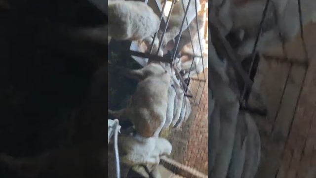 (1065) летняя партия Откорма овец смотреть онлайн