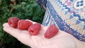 Малина Брянское Диво в САДУ!