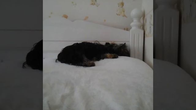 Что делать перед приездом щенка смотреть онлайн