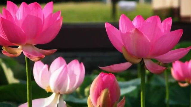 SeCrEt GaRdEn - LoTuS FloWerS °∘ᵒ смотреть онлайн