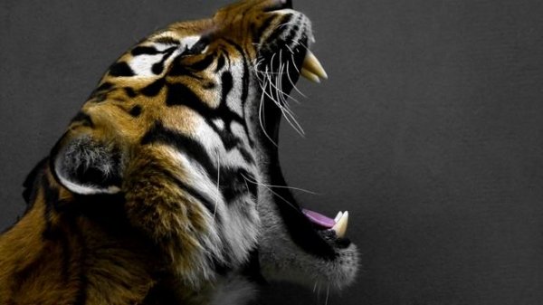 Что такое инфразвук и ультразвук? / Просто о сложном