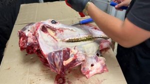 Обвалка Разделка КОНСКОЙ головы . Смотреть всем такого видео вы еще не видели !!