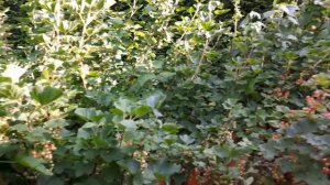 Наш домашний огород огурцы и помидоры в вёдрах