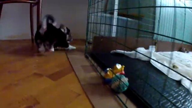 Щенки вельш корги пемброк FUNKYFOX LITTER A смотреть онлайн