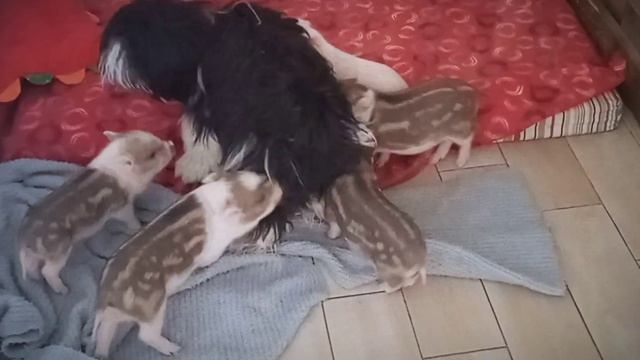 Нашли новую подружку!?? Минипиги, микропиги, minipig, micropig, питомник Рязанская Диковинка, Рязан смотреть онлайн