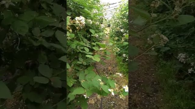 Ежемалина Логанберри цветение. смотреть онлайн