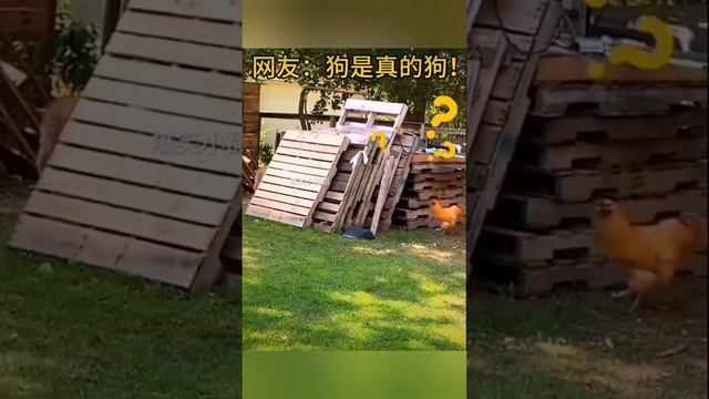 Уже видели не раз!! Ещё ? взгляни на курицу ?с собакой ?!! bayoun.ru смотреть онлайн