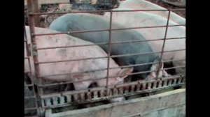 как легко и гуманно зарезать свинью