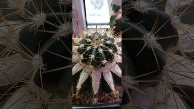 Эхинокактус отличный подвой смотреть онлайн