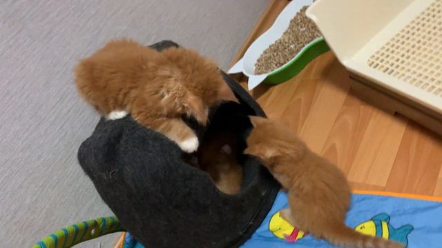 Котята рыжики.Питомник мейн кун котят "Суламита". г. Воронеж смотреть онлайн