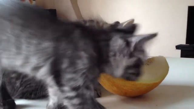 Котенок ест дыню