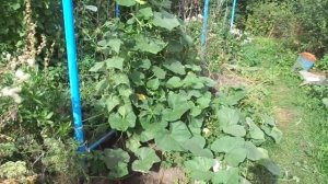 Тыква растёт на 3х метровой шпалере и уже есть плоды. .