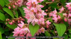 Шершавая и белая дейция — кустарник декоративный