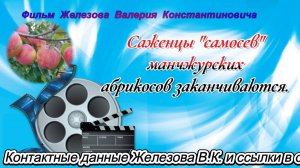 Саженцы самосев манчжурских абрикосов заканчиваются.