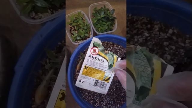 пикировка сеянцев адениума смотреть онлайн