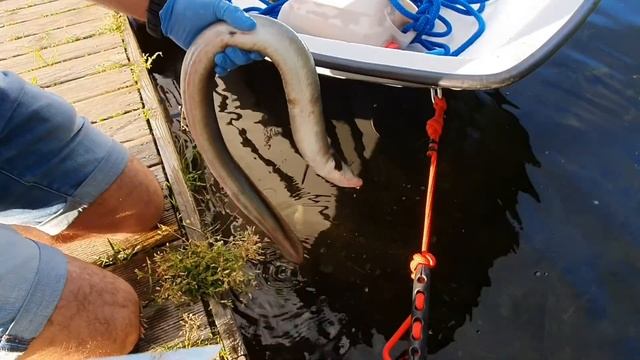 Чистим Угря в полевых условиях. смотреть онлайн