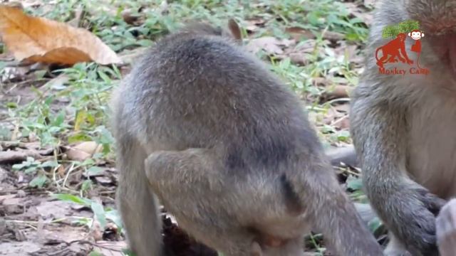 Big monkey bite baby monkey, Real life of baby monkey in Angkor, Monkey Camp part 687 смотреть онлайн