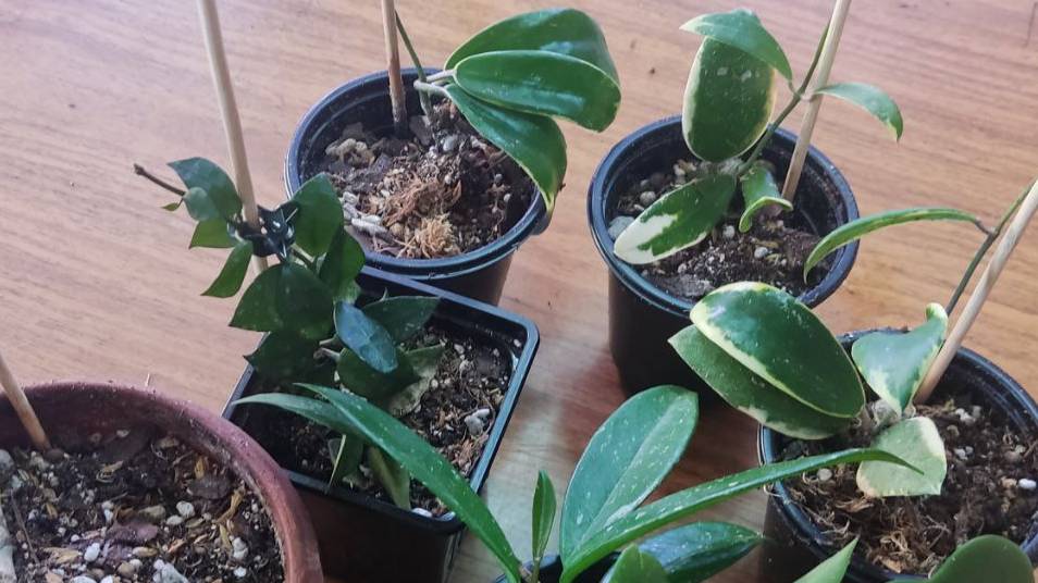 Пересадка хойи. смотреть онлайн