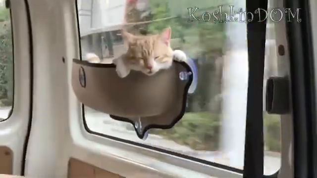 Мягкая и уютная кровать на присосках для твоей кошечки смотреть онлайн