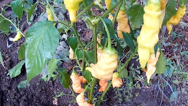 Sugar Rush Peach. Сорт острого перца смотреть онлайн