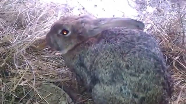 Вольерное содержание кроликов. (осень-зима) смотреть онлайн