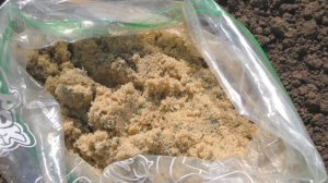 МОРКОВЬ ВЗОЙДЕТ В 10 РАЗ БЫСТРЕЕ ЕСЛИ СЕМЕНА ПОДЕРЖАТЬ В ПЕСКЕ! ПРОРАЩИВАНИЕ И ПОСЕВ С ПЕСКОМ!