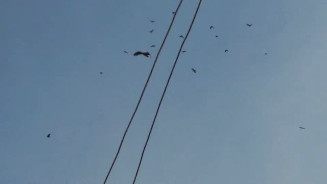 Гриф взлетел!!!!