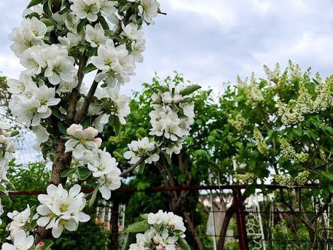 ОБРЕЗКА ЯБЛОНИ. Как обрезать молодую и старую яблоню. смотреть онлайн