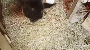 #Правильное содержание коз зимой//