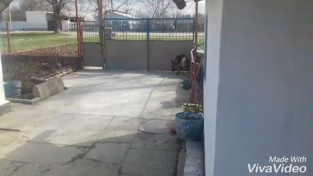 СКОЛЬКО ДЛИТСЯ БЕРЕМЕННОСТЬ У СОБАКИ смотреть онлайн