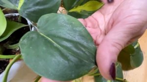 Филодендрон Скандекс Бразиль - комнатная быстрорастущая лиана | Обзор сорта филодендрона