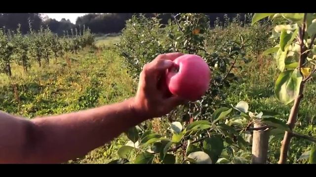 Яблоня сорт Женева ранняя Early Geneva Ранние летние сорта яблонь смотреть онлайн