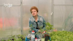 Три проблемы после высадки  томатов в теплицу : влага, заморозки и жара. Готовьтесь заранее!