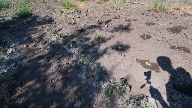 Садим помидоры без полива лишних хлопот. Урожай просто супер. смотреть онлайн