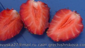 МАШЕНЬКА Московская Юбилейная ранний сорт клубники