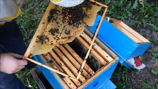 Отводок на матке с использованием рамочного изолятора. Зачем нужно делать поздние отводки? Карника смотреть онлайн