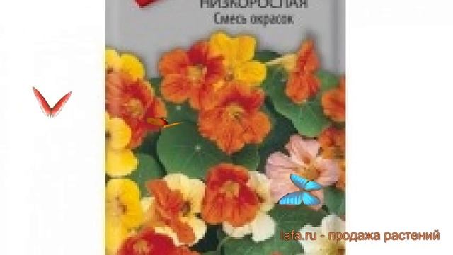 Настурция обыкновенная Смесь окрасок ? обзор: как сажать, семена настурции Смесь окрасок смотреть онлайн