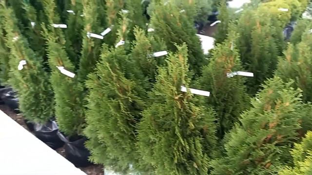 Туя Смарагд оптом безнал Ростов на Дону Small Gardens 2 смотреть онлайн