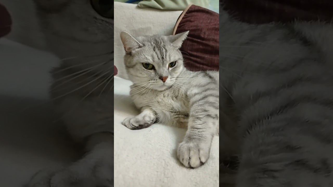 Милый Дымка #Shorts смотреть онлайн
