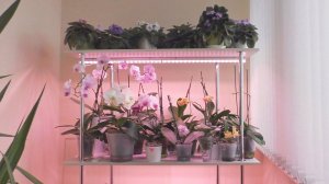 Корни орхидеи ИСПОРТИЛИ НАМ РЕМОНТ... вгрызаются в стену./ Переселяю орхидеи, КУДА?