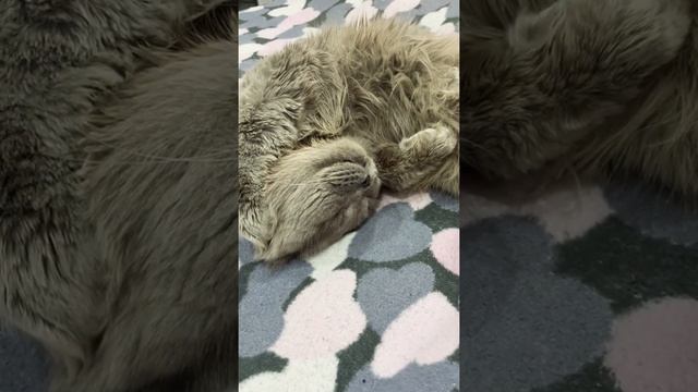 Котик чавкает во сне смотреть онлайн