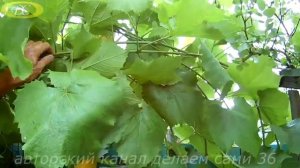 Как обрезать побеги винограда летом. Уход за виноградом летом