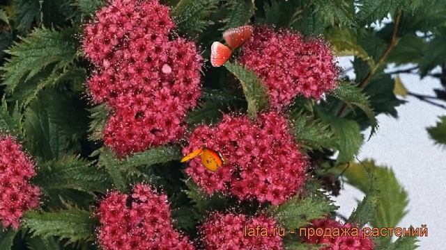 Спирея японская Криспа (spiraea Japonica Crispa) ? Криспа обзор: как сажать, саженцы спиреи Криспа