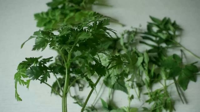 Еда под ногами. Дикоросы. Основные съедобные травы. смотреть онлайн