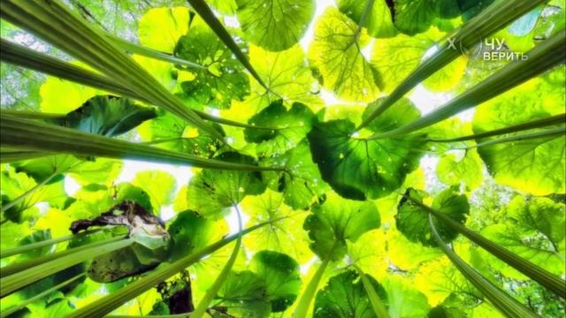 Необъяснимый гигантизм растений на Сахалине смотреть онлайн