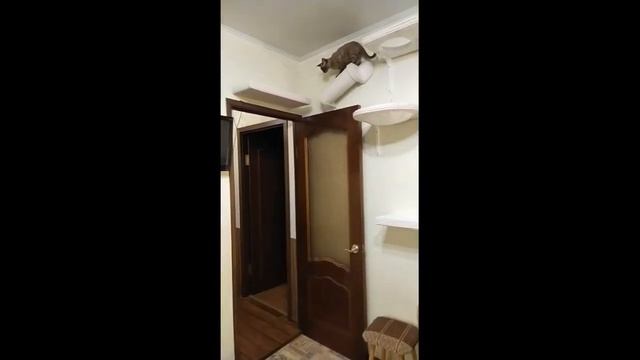 Когтеточки от пола до потолка с доставкой на дом. Мастерская Клуб Когтеточки. смотреть онлайн