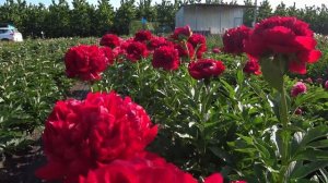 Любимые красные пионы! Часть 1 / Сад Ворошиловой