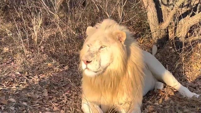 Олег Зубков ВЕРХОМ на ЛЬВЕ-ВОЖАКЕ! Львы из прайда вожака идут «меряться гривами» с соседним прайдом смотреть онлайн