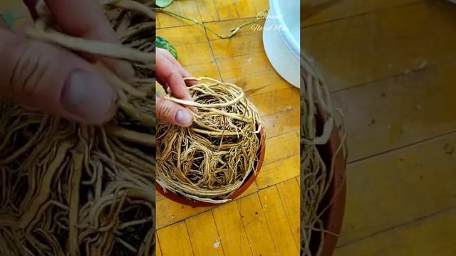 омоложение смотреть онлайн