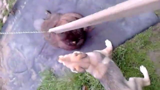 западно сибирская лайка 3 месяца и бобр смотреть онлайн